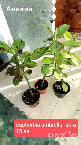 7 растения за продажба за отглеждане в саксия , снимка 12 - Стайни растения - 42902001