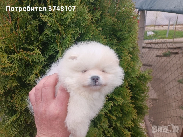 Померан / Померани , снимка 2 - Померан - 54029381