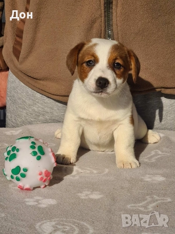 Джак Ръсел Териер 🐾, снимка 7 - Джак ръсел териер - 52631603