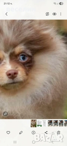Продавам померан, снимка 4 - Померан - 54021833