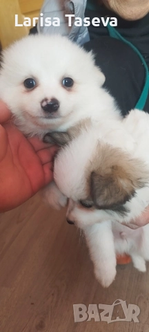 померан, снимка 3 - Померан - 52912845