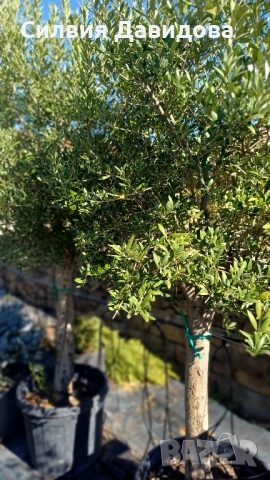 Маслина Европейска