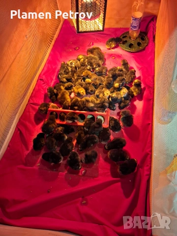 Пиленца Супер Харко, снимка 11 - Кокошки и пуйки - 53989267