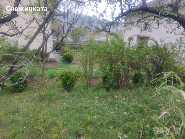 Продавам различни чемшири, снимка 3 - Градински цветя и растения - 36541426