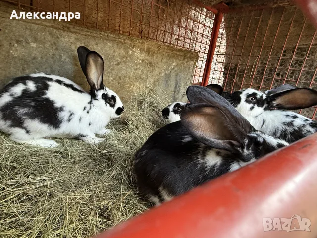 Свободни зайци за клане