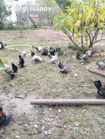 джинки и струмски , снимка 5 - други­ - 52110864