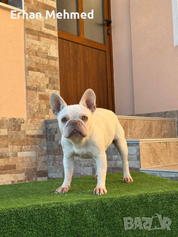 Френски булдог , снимка 3 - Френски булдог - 52343889