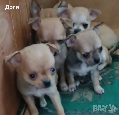 Продавам чихуахуа , снимка 8 - Чихуахуа - 51640490