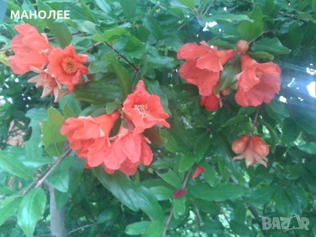 Нар-това е вкус,здраве и красота, снимка 2 - Градински цветя и растения - 52019439