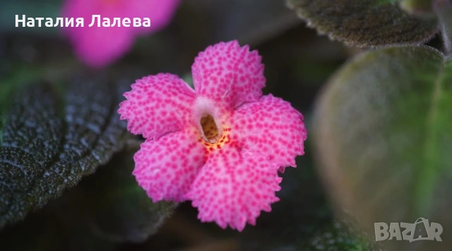 Еписция, episcia Jim's canadian sunset