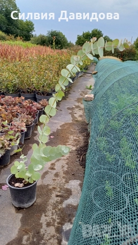 Евкалипт , снимка 12 - Други стоки за дома - 52773885