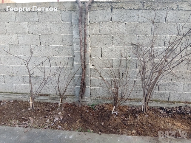 Смокинови фиданки от бяла смокиня. , снимка 2 - Градински цветя и растения - 53942642