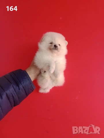 Померан. Реални снимки от 12.02.26 г.Померани., снимка 12 - Померан - 53035164