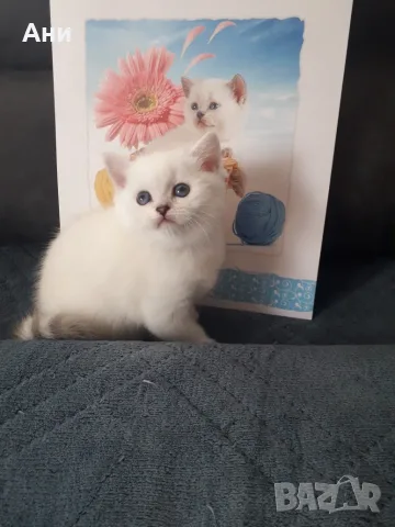 КОТЕНЦЕ КАТО  ОТ РЕКЛАМА, снимка 2 - Британска късокосместа - 56551029