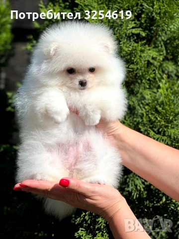 Померан, снимка 6 - Померан - 53048345