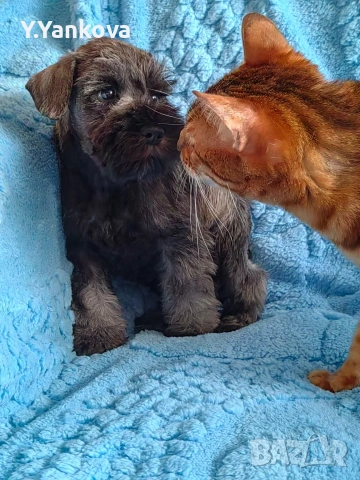 Остана само 1 мини шнауцер S&P,чистокръвни, с ген.тестове , снимка 2 - Други - 52007489