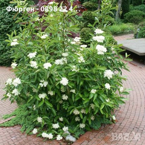 Жълта калина(viburnum opulus xanthocarpum), снимка 5 - Разсади - 38210100