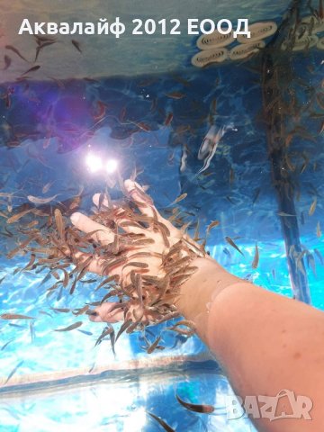 Рибки Гара руфа (Garra rufa) от ферма в България , снимка 7 - Рибки - 35875042