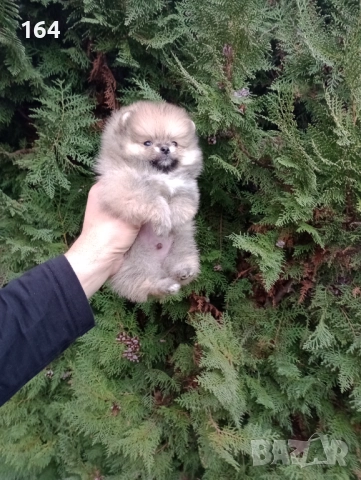 Померани. Реални снимки ! 