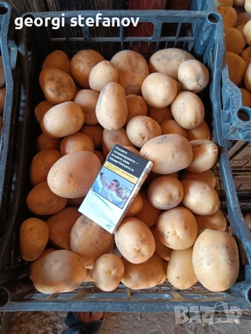 продавам  картофи сорая., снимка 4 - Домашни продукти - 51075422