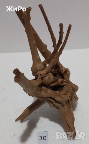 Корен от Азалия /декорация/ 30, снимка 3 - Други - 54093427