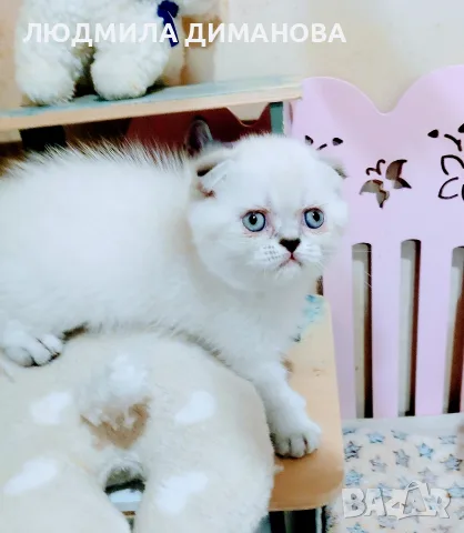 Шотландско мъжко Скоттиш Фолд със сини очи 
