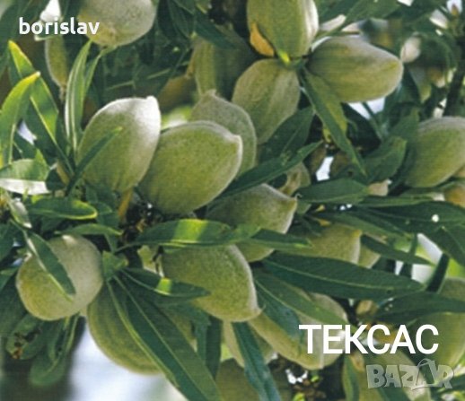 Бадеми сортове Аспарух, Ферадуел, Тексас, Нонпарел и Ференя