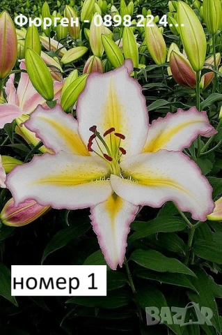 Лилиум в саксия Силно ароматен !