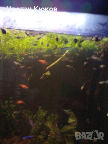 продавам рибки гупи, снимка 1