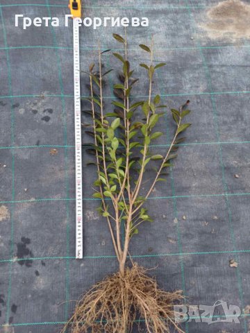 Лигуструм ( Ligustrum Ovalifolium)  на гол корен, снимка 2 - Градински цветя и растения - 42600585