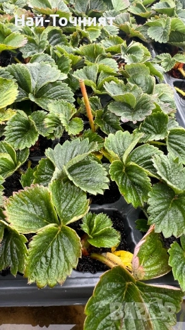 Разсад ягоди, сорт “Клери”, снимка 3 - Разсади - 52917371