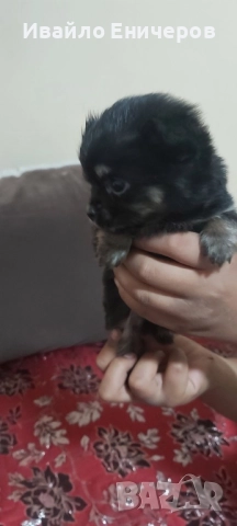 Кръстоска между мопс и мини пинчер, снимка 2 - Пинчер - 52941327