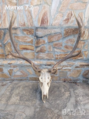 Трофей от голям благороден елен, снимка 7 - Други - 39779367