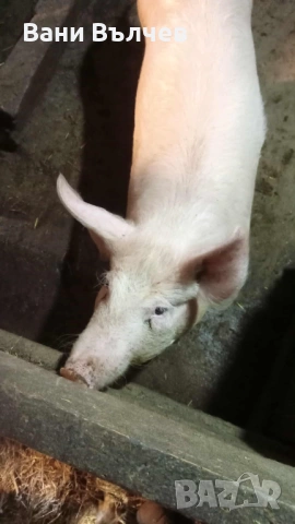 Продавам женско прасе 60 кг, снимка 3 - Прасета - 53918354