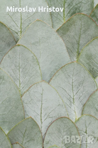 Фототапети по ваш дизайн с ваша снимка, снимка 6 - Други - 51404180