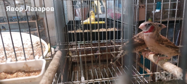 Папагали неофеми и пойни, снимка 3 - Папагали - 54303895