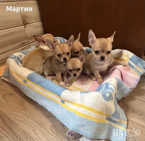 Мини Чихуахуа бебета , снимка 4 - Чихуахуа - 56518448