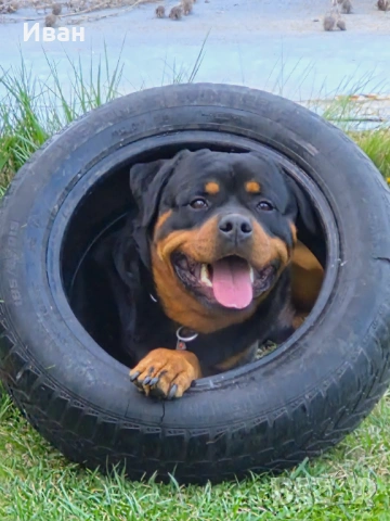 Ротвайлер за разплод