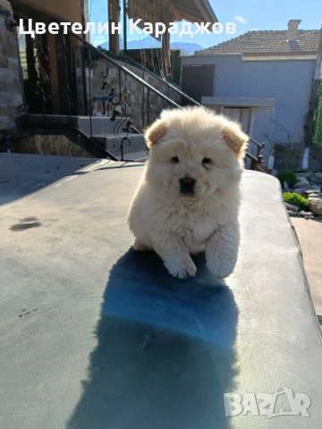 Чау чау, снимка 9 - Чау Чау - 53848895