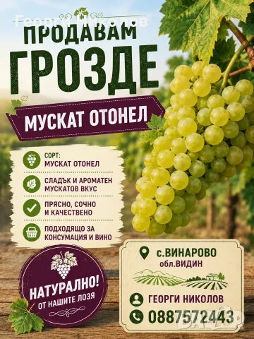 Продавам грозде МУСКАТ Отонел