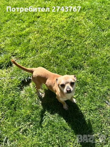 Пинчер , снимка 4 - Пинчер - 54132425