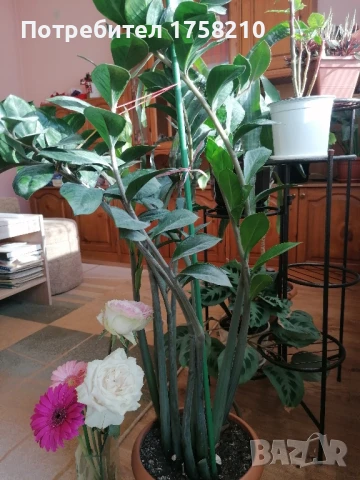 Цвете Замиокулкас, снимка 2 - Стайни растения - 50762595