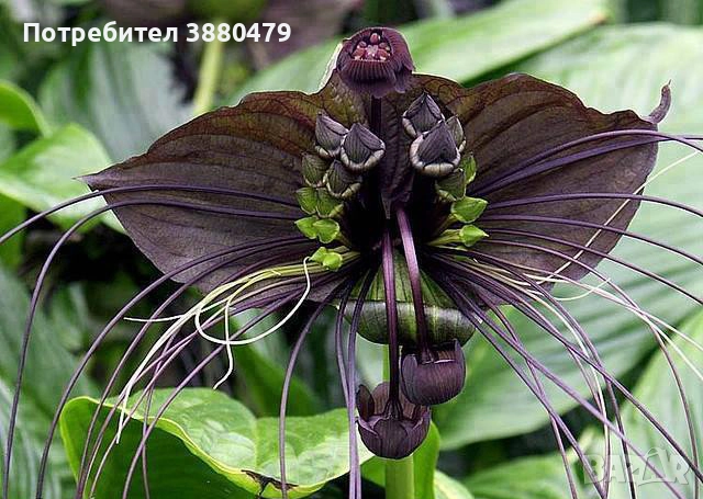 семена от екзотично растение