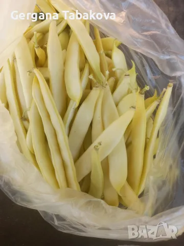 жълт фасул пресен, снимка 3 - Домашни продукти - 56158639