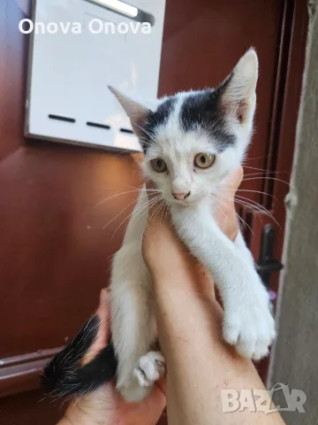 Подарвам котенца