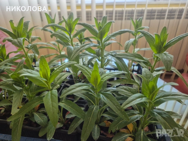 ЖЪЛТА ЙОНОТЕРА, снимка 2 - Градински цветя и растения - 54344125