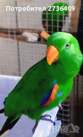 Папагал еклектус 