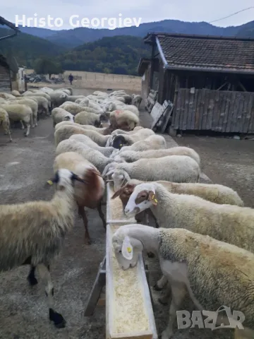 Продавам стадо офце, снимка 8 - Овце - 56467074