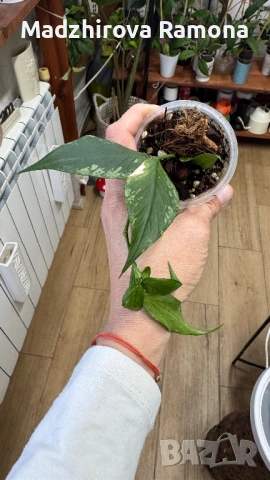 Hoya Хоя Polyneura broget 