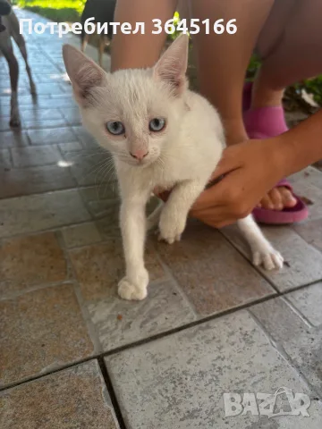Бели котета- Турска ангора, снимка 3 - За котки - 55982403
